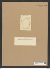 Diatomeae indet. Zeichnungen Sammlung Grunow Nr. 7804 (NHMW-BOT-W0377043)